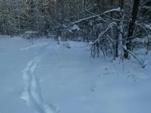 В Нижегородской области увеличились популяции лося и косули